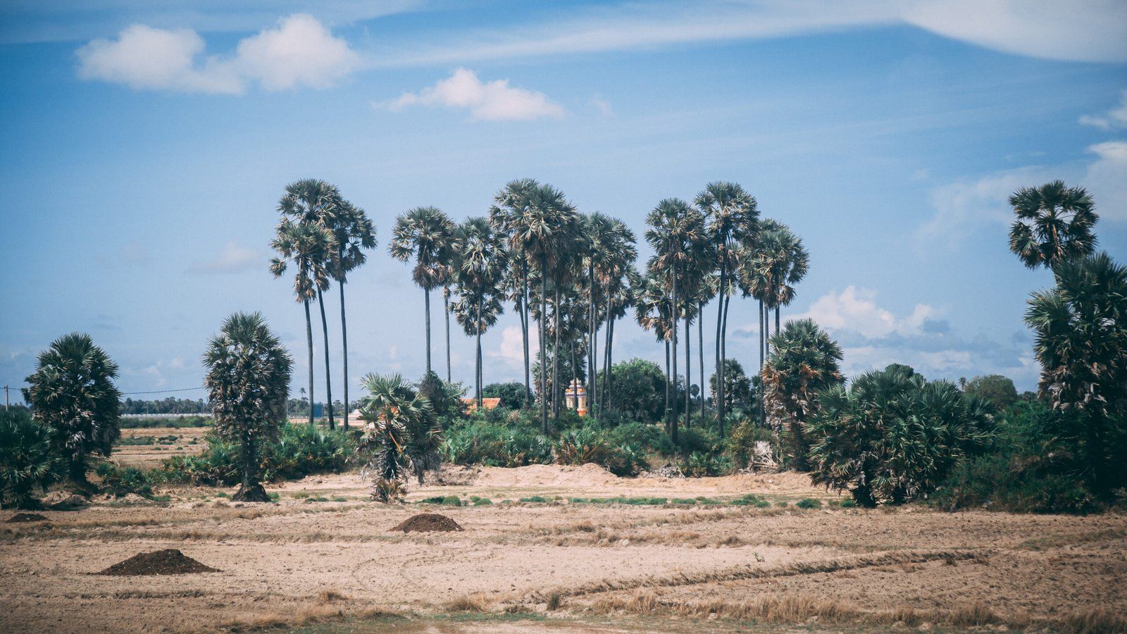 A row of palm trees against the backgoround for a blue sky