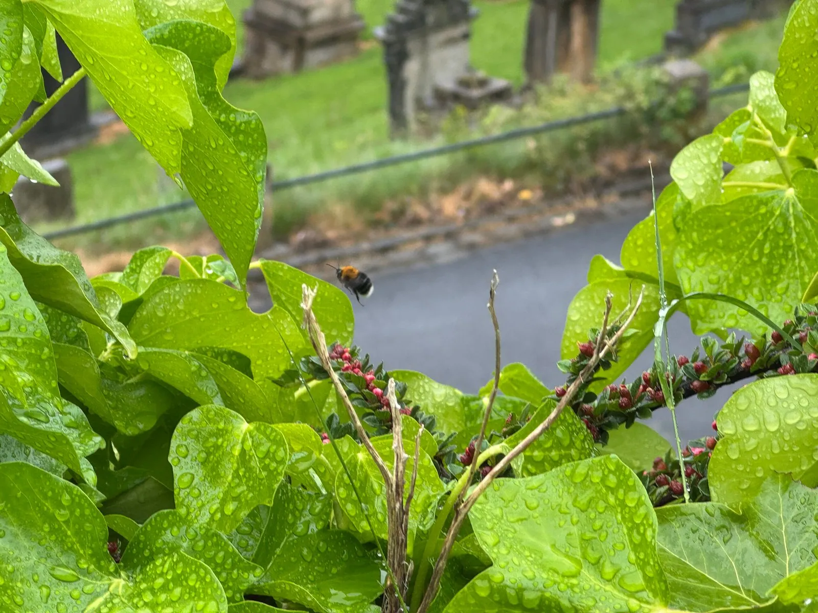A bee buzzing among the flowers that are abundant in every corner of the necropolis