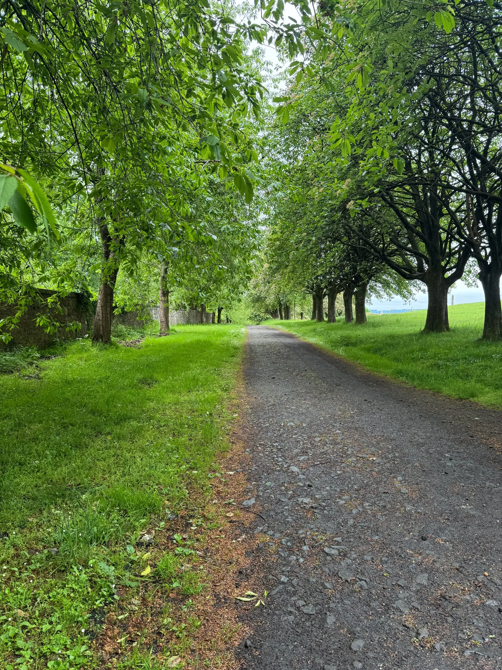 A paved path through the necropolis with large trees on the left hand side, all in a brilliant green