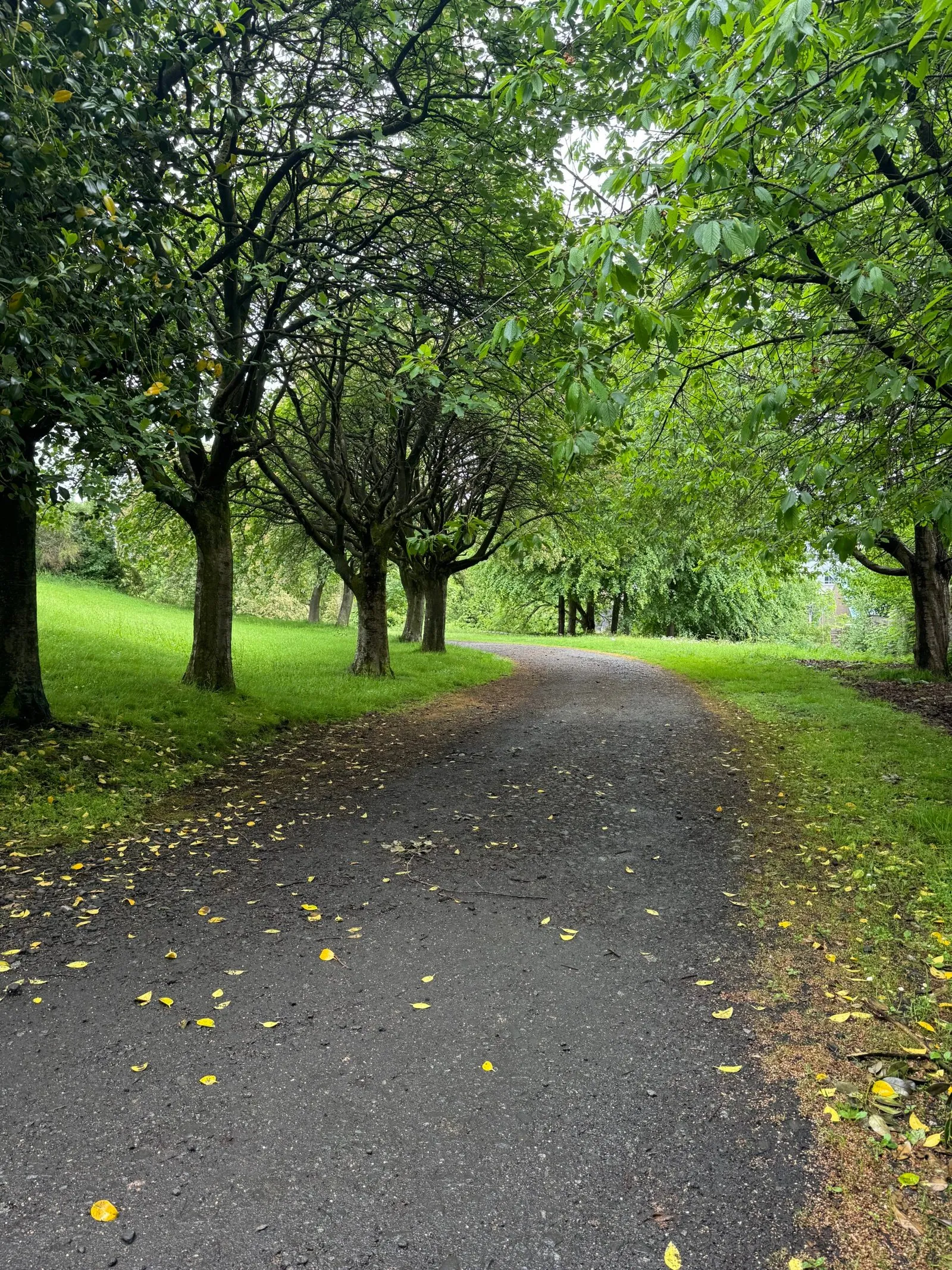 One of the many leafy walkways through the necropolis, with trees bursting in green along both sides