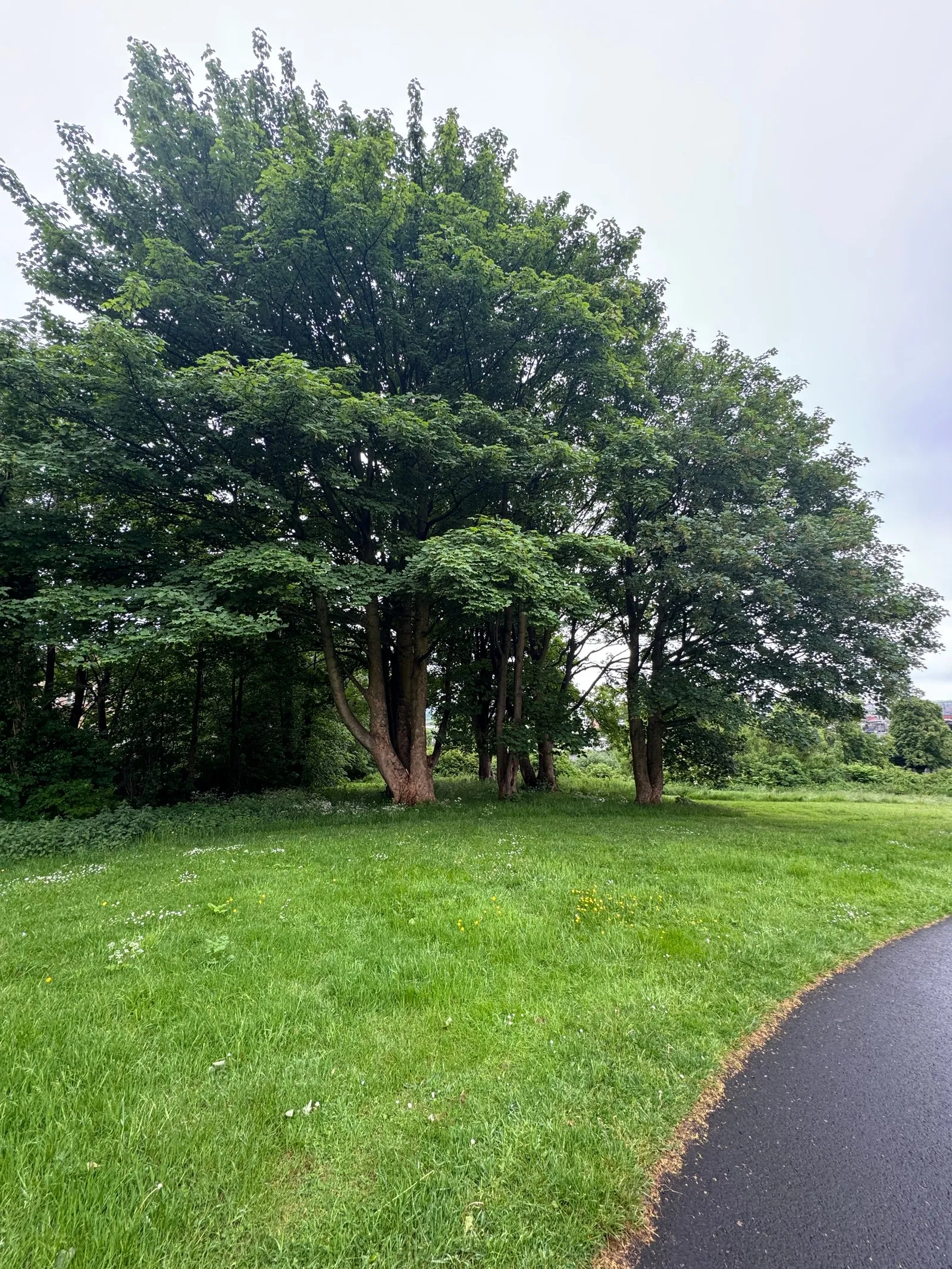Large trees along one of the perimeter walls of the necropolis