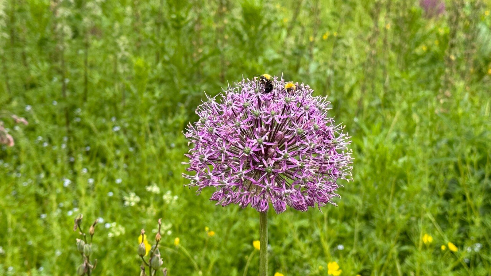 Two bees on a purple flower against a backdrop of green foliage