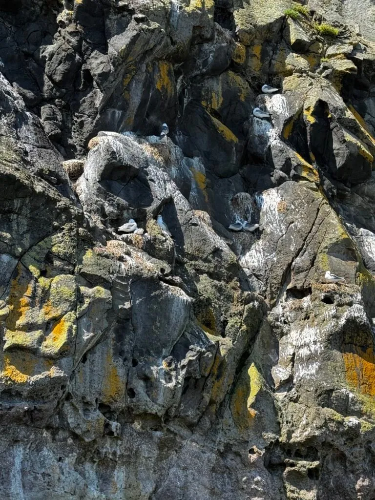 Small white birds scattered across many legdes on a rock face.