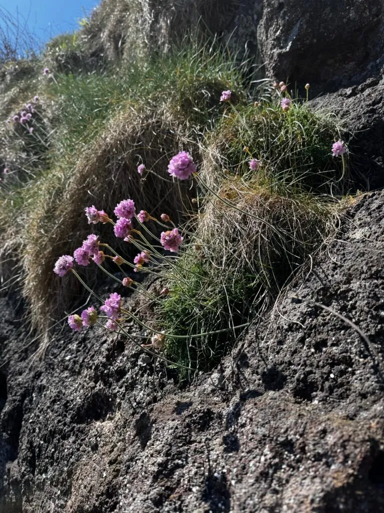 Purple flowers on a bed of mossy grass perched on a cliff