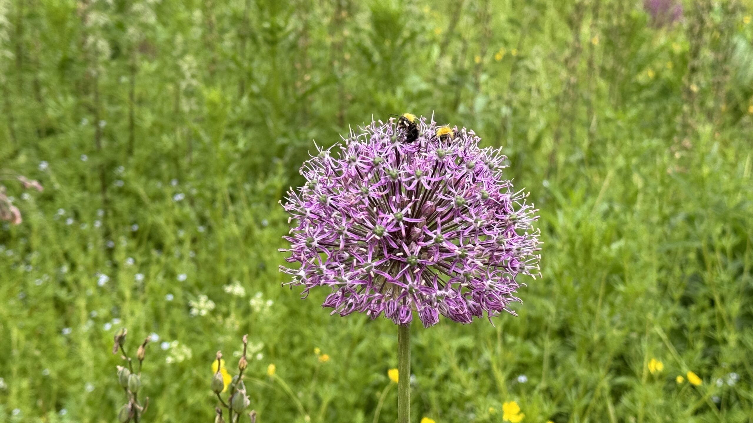 Two bees on a purple flower against a backdrop of green foliage